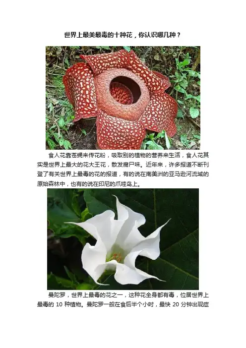 世界上最美最毒的十种花，你认识哪几种？