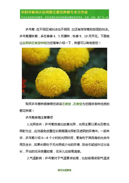 如何购买乒乓菊苗种子