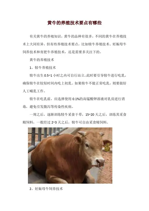 黄牛的养殖技术要点有哪些