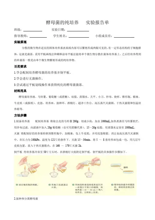 酵母菌的纯培养(实验报告)