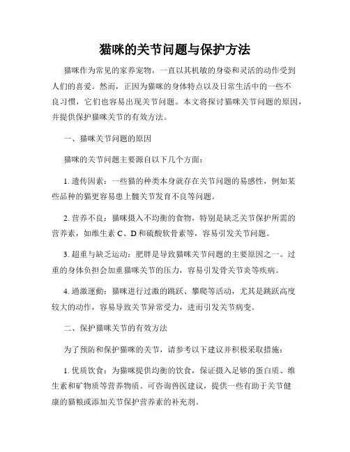 猫咪的关节问题与保护方法