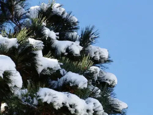 《沁园春雪》(共50张PPT)