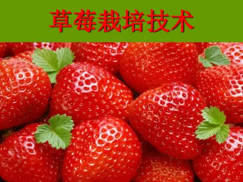 草莓栽培技术(课堂PPT)