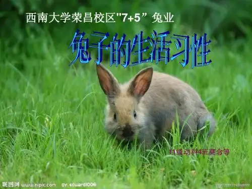 西南大学荣昌校区7+5”兔业兔的生活习性