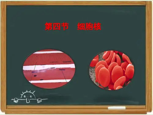 浙科版高中生物必修一《细胞核》课件-新版