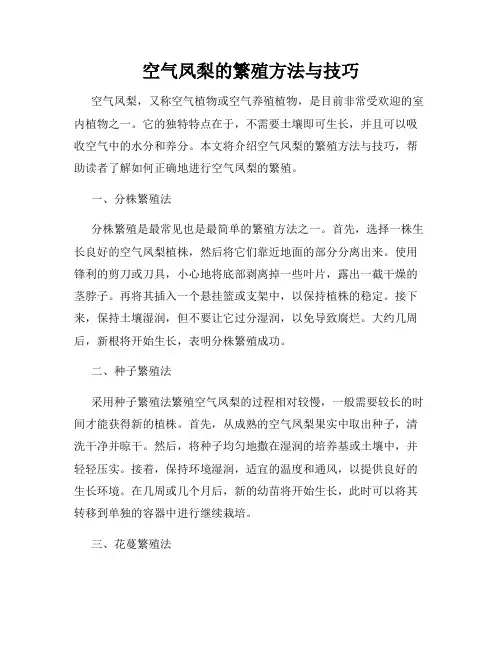 空气凤梨的繁殖方法与技巧