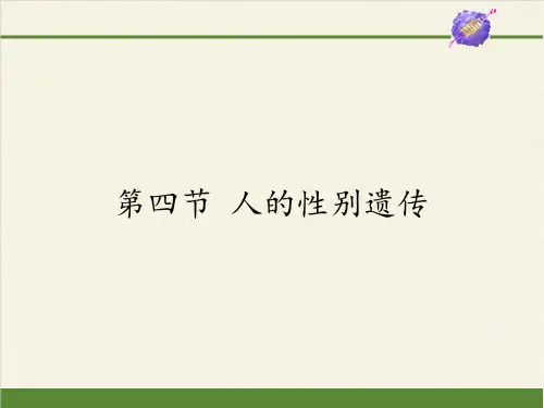 人教版八年级生物下册-7.人的性别遗传教学课件