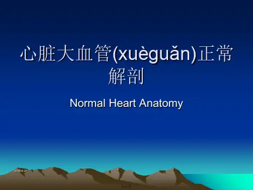 心脏大血管正常解剖讲解
