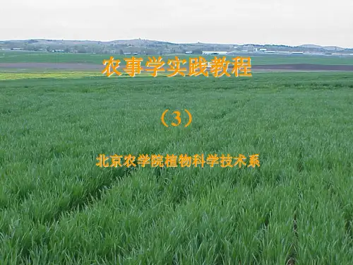 豆类杂交技术