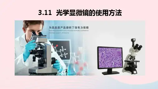 北师大版生物七年级上册课件3.1.1-光学显微镜的使用方法