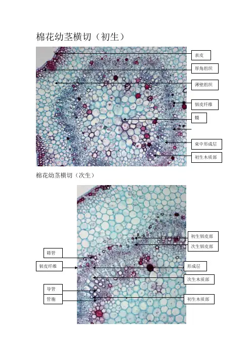 植物切片注解图