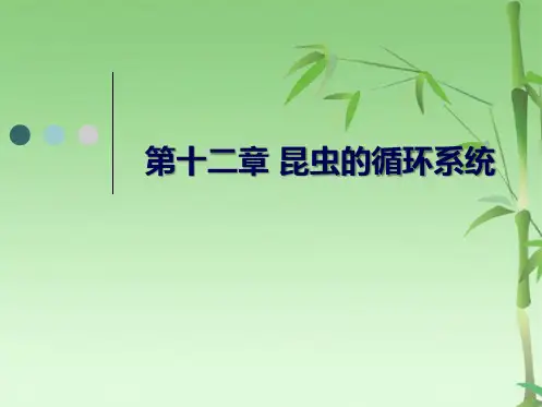 昆虫的循环系统(共36张PPT)
