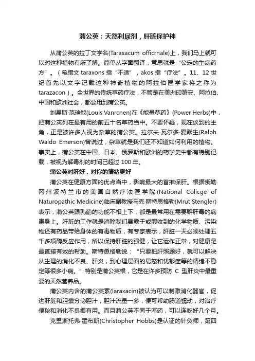蒲公英：天然利尿剂，肝脏保护神