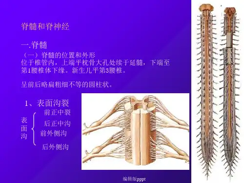 脊髓脊神经PPT课件