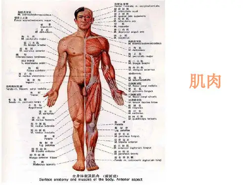 肌肉-人体解剖生理学