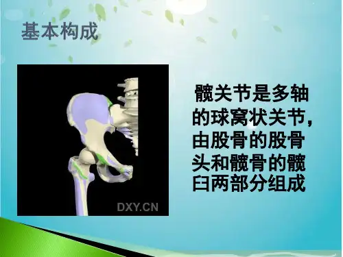 髋关节的解剖ppt课件