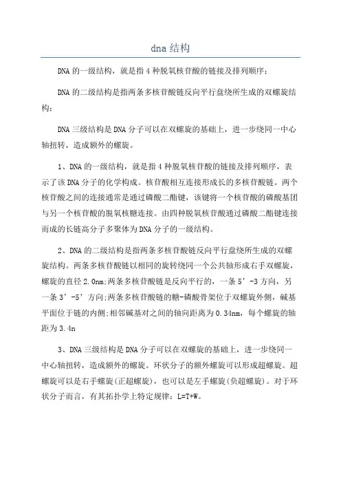 dna结构