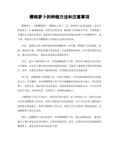 樱桃萝卜的种植方法和注意事项