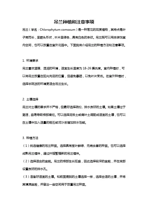 吊兰种植和注意事项