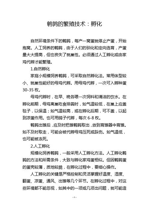 鹌鹑的繁殖技术：孵化