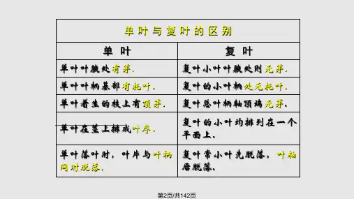 被子植物分类主要形态学基础.pptx