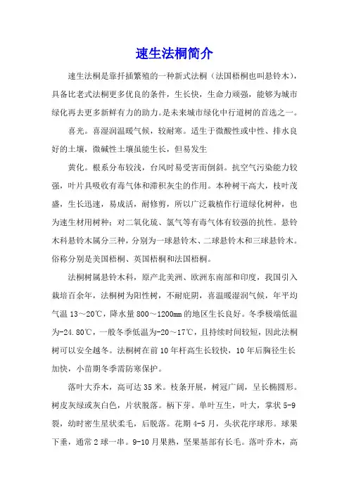 速生法桐简介