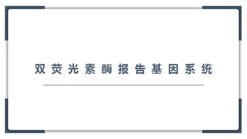双荧光素酶报告系统