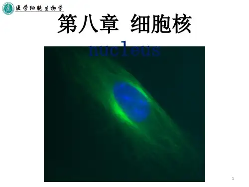 第八章 细胞核ppt课件