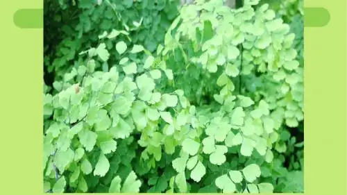 鲁教版五四制《生物学》六年级上册第三单元第三章第二节绿色植物参与生物圈的水循环教学课件 (共28张PPT)