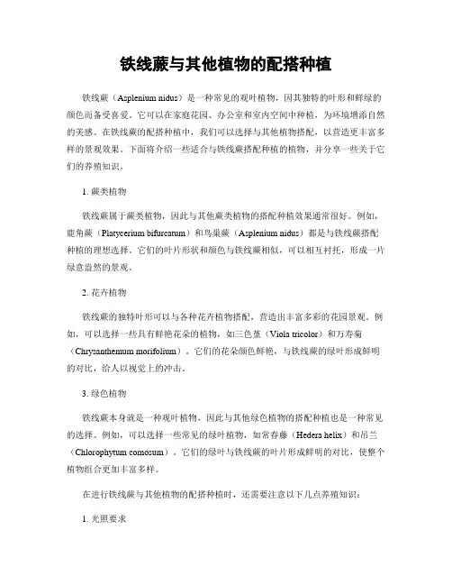 铁线蕨与其他植物的配搭种植