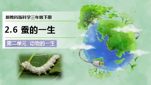 新教科版科学三年级下册第二单元 动物的一生《蚕的一生》优质课件
