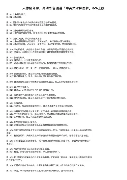 人体解剖学，高清彩色图谱「中英文对照图解」8-3-上肢