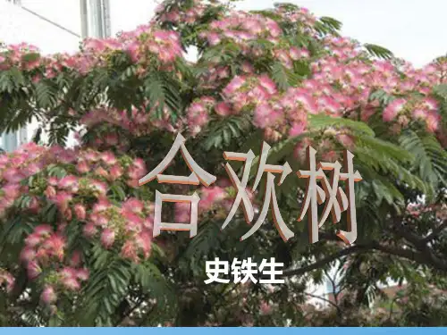 人教版高中语文选修“中国现代诗歌散文欣赏”散文部分 第三单元 略读《合欢树》优秀课件(25张)