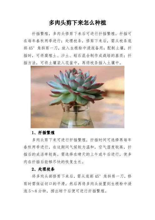 植物养殖方法多肉头剪下来怎么种植