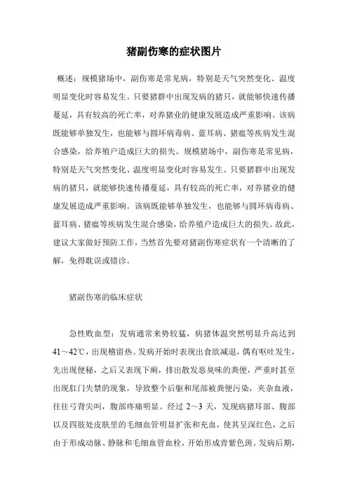猪副伤寒的症状图片.doc