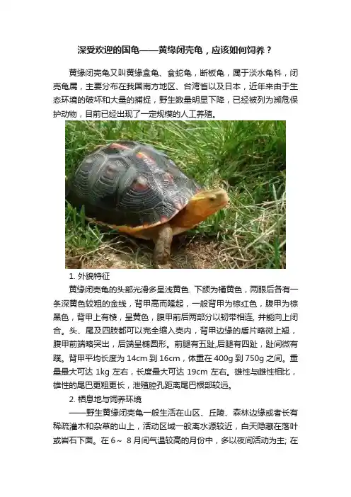 深受欢迎的国龟——黄缘闭壳龟，应该如何饲养？