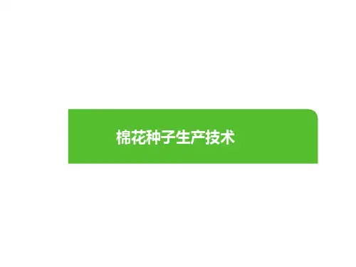 棉花种子生产技术