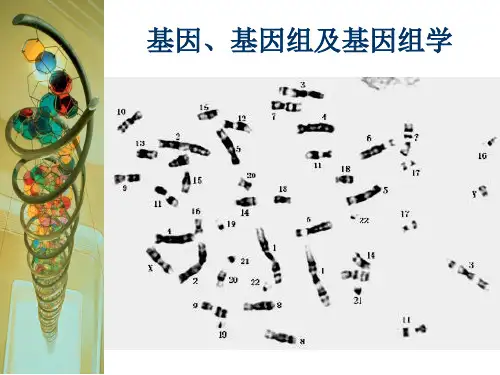 基因基因组及基因组学ppt课件