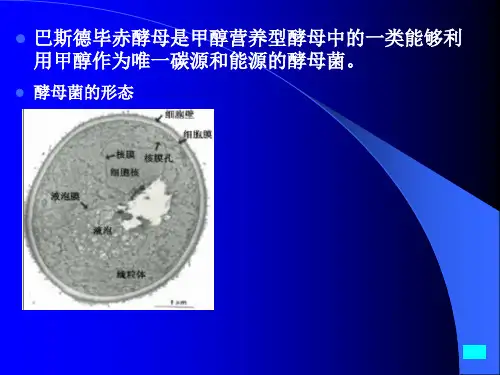 巴斯德毕赤酵母(Pichia pastoris)表达系统综述27页PPT