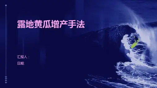 露地黄瓜增产手法