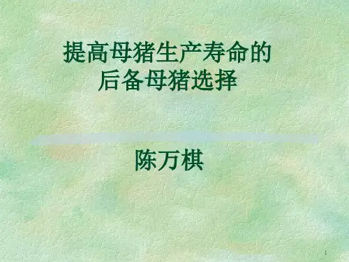提高母猪生产寿命的后备母猪选择
