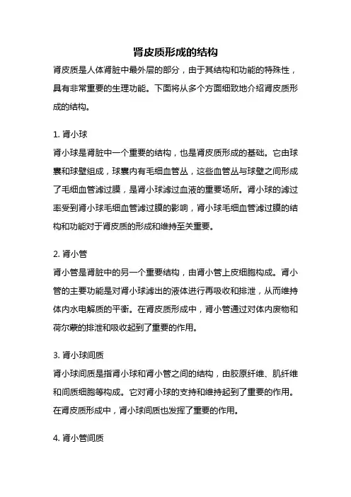 肾皮质形成的结构