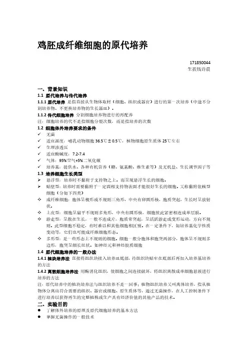 鸡胚成纤维细胞的原代培养