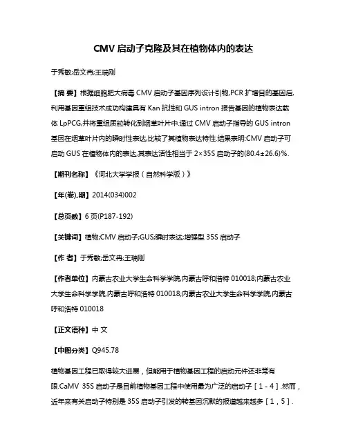 CMV启动子克隆及其在植物体内的表达