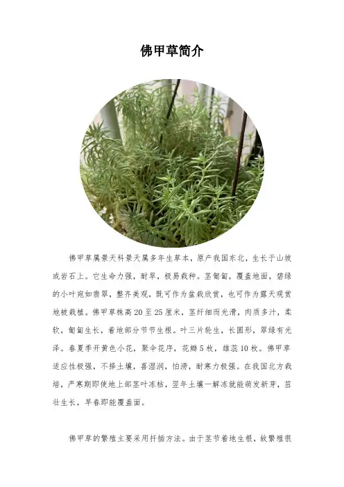佛甲草简介
