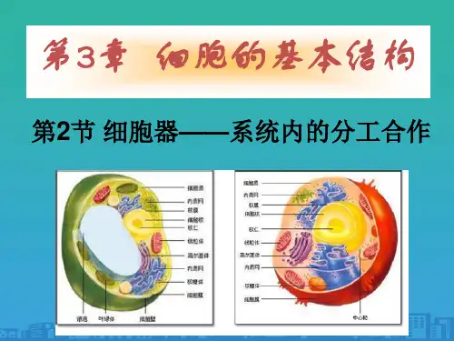 第2节-细胞器——系统内的分工合作(共28张PPT)