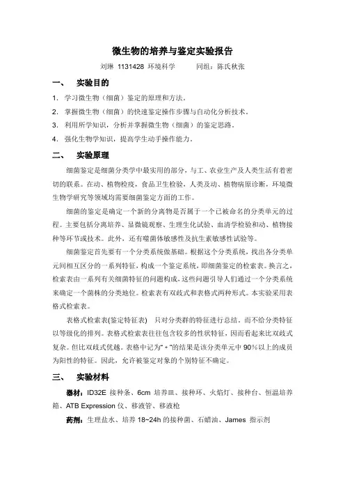 微生物培养和鉴定实验报告