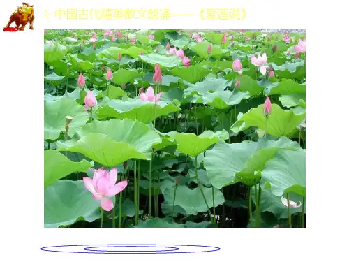 爱莲说部编版精品课件