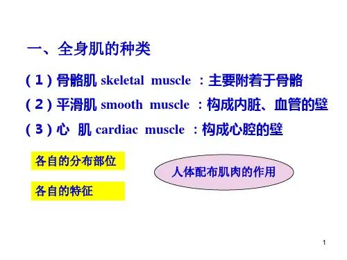 系统解剖学肌学
