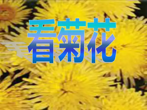 《看菊花》2PPT课件 图文